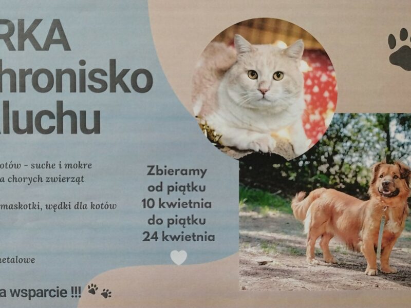 Zbiórka na schronisko na Paluchu